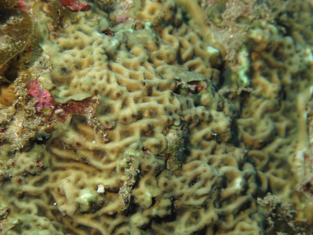 Slender Lettuce Coral