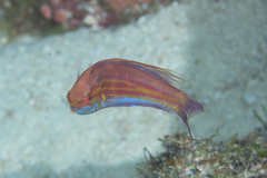 Paracheilinus filamentosus