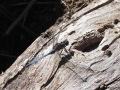 Orthetrum julia julia