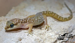Pachydactylus punctatus