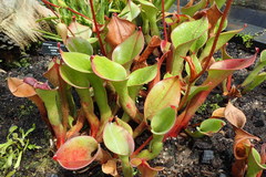 Heliamphora nutans