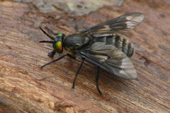 Chrysops sepulcralis