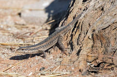 Trachylepis spilogaster