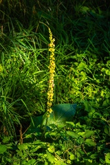 Verbascum nigrum