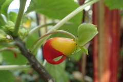 Impatiens niamniamensis