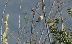 Ficedula hypoleuca