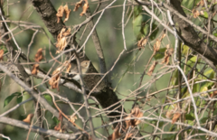 Ficedula hypoleuca