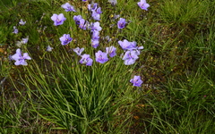 Aristea biflora
