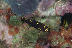 Bodianus mesothorax