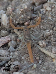 Uroplectes planimanus