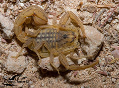 Hottentotta conspersus