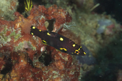 Bodianus mesothorax