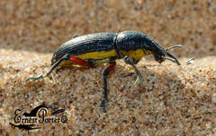 Leptostethus marginatus