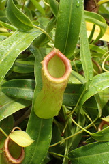 Nepenthes burkei