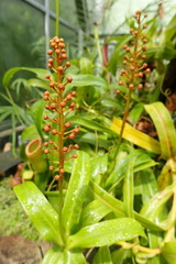 Nepenthes burkei