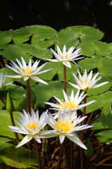 Nymphaea × daubenyana