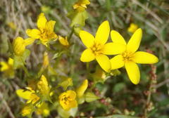 Sebaea grisebachiana