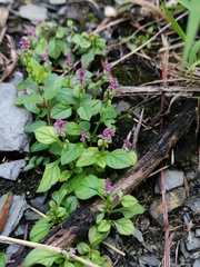 Polygala tatarinowii