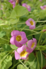 Oxalis bowiei