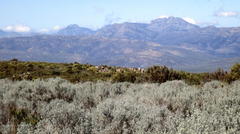 Aspalathus pedunculata