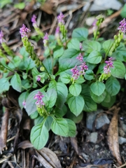 Polygala tatarinowii
