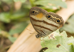 Cissia pseudoconfusa