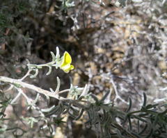 Aspalathus pedunculata