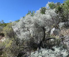 Aspalathus pedunculata