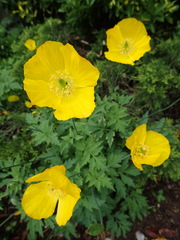 Papaver