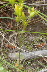 Sebaea grisebachiana