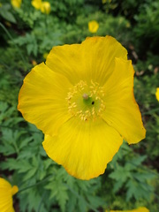 Papaver