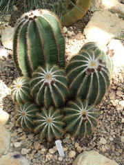 Parodia magnifica