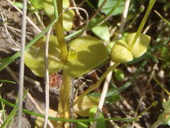 Sebaea grisebachiana