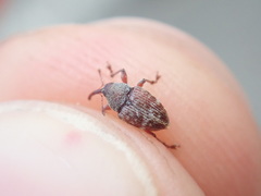 Curculio rubidus