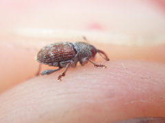 Curculio rubidus