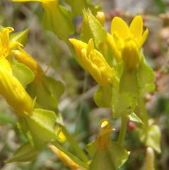 Sebaea grisebachiana