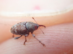 Curculio rubidus