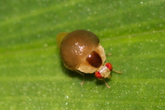Celyphus difficilis