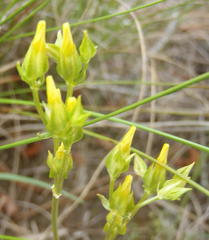 Sebaea grisebachiana