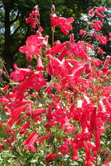 Penstemon hartwegii