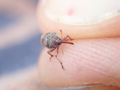 Curculio rubidus