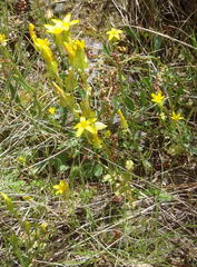 Sebaea grisebachiana