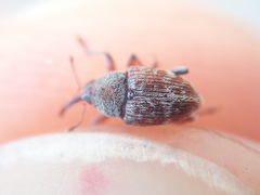 Curculio rubidus