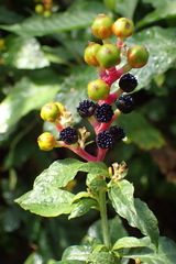 Pleuropetalum darwinii