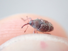 Curculio rubidus