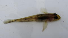 Glossogobius callidus