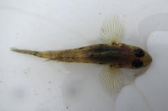 Glossogobius callidus