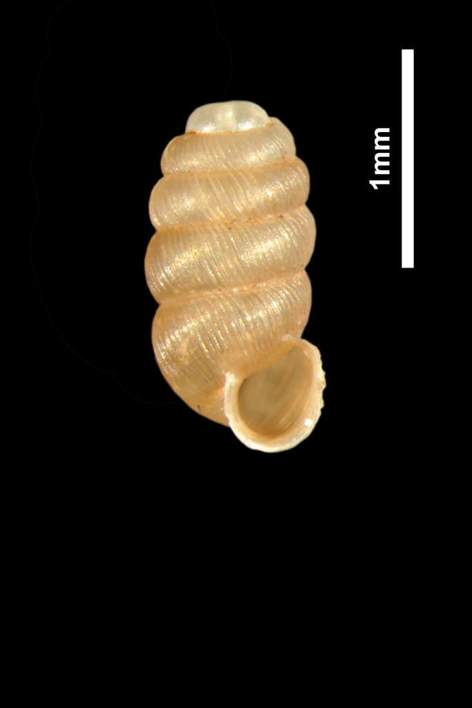 Cylindrical Whorl Snail