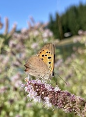 Lycaena phlaeas