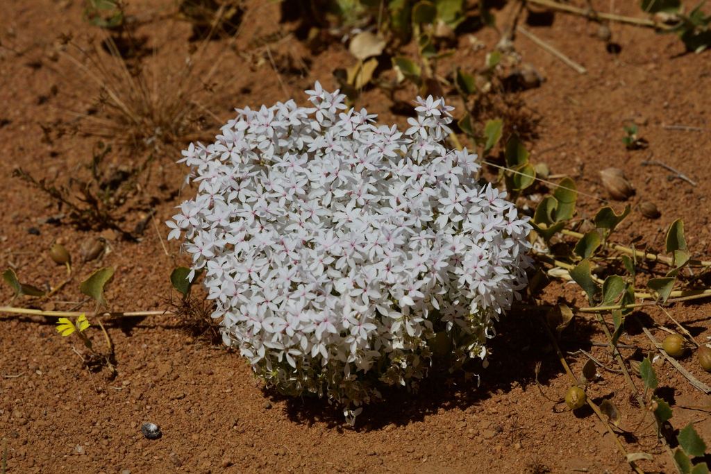 Macgregoria